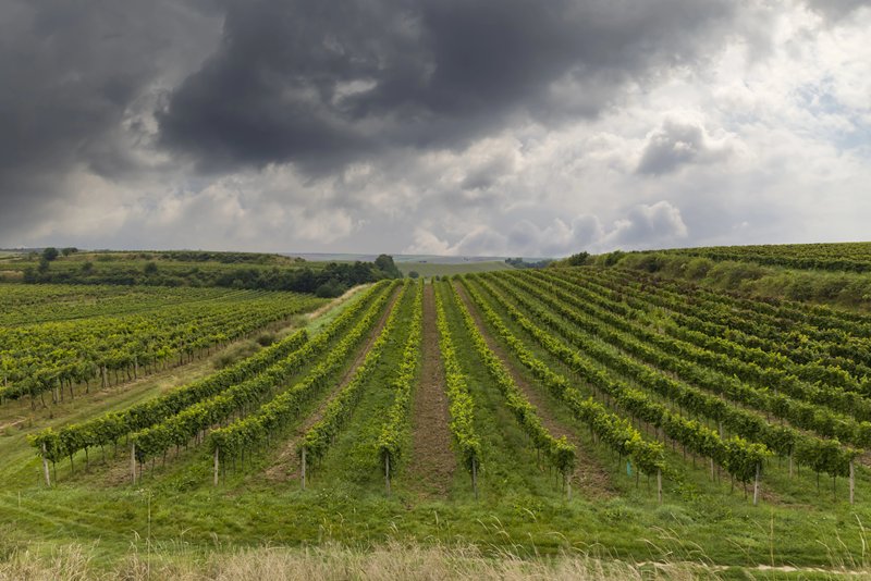 Insured vineyard losses reach 88,394 hectares in Spain
